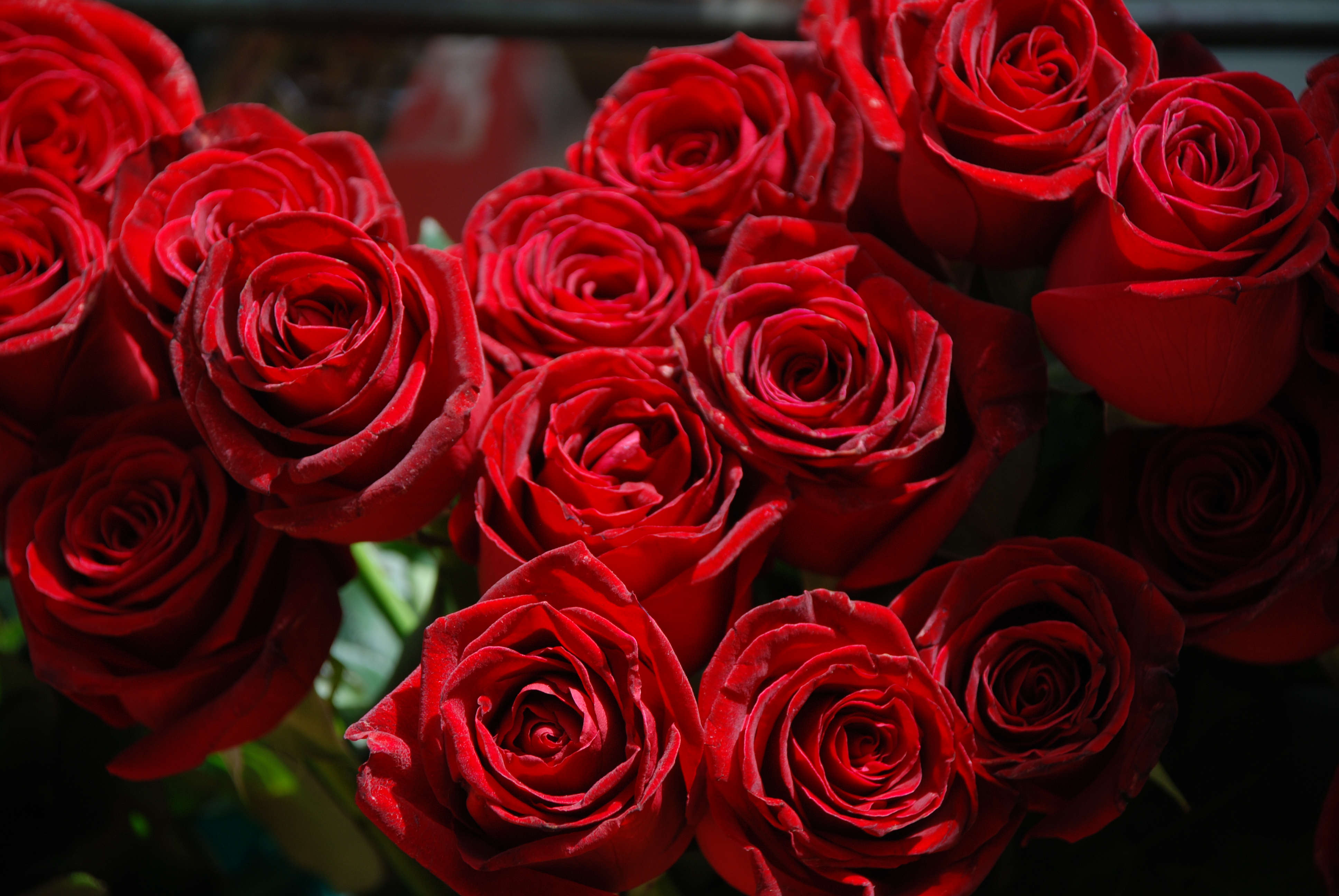 Dark Red Roses Tumblr